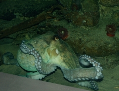 Otearmede Blæksprutter Øresundsakvariet Helsingør