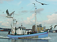 lystfiskeri på Øresund